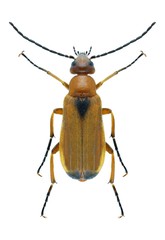 Beetle Zonitis flava