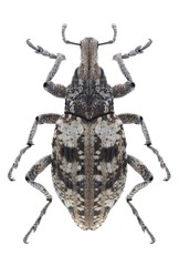 Beetle Coniocleonus hollbergii