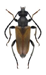 Beetle Pseudovadonia livida bicarinata
