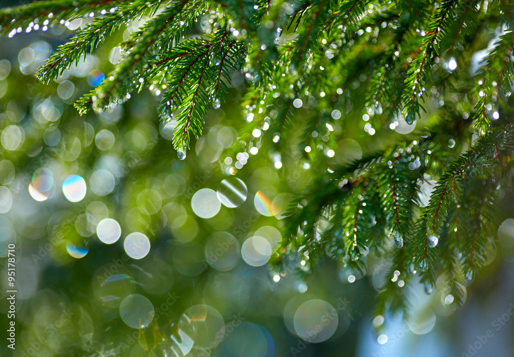 Poster Branch of fir tree with waterdrops. Shallow DOF