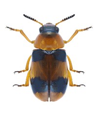 Coptocephala unifasciata