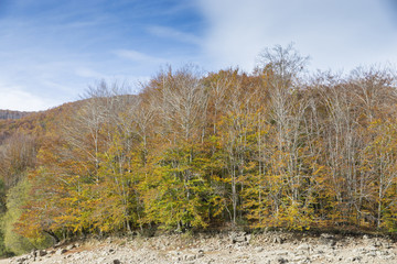 natural forest Montseny