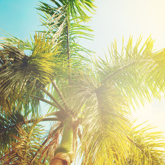 Fototapety  Liście palm w świetle słonecznym. Naturalne tło