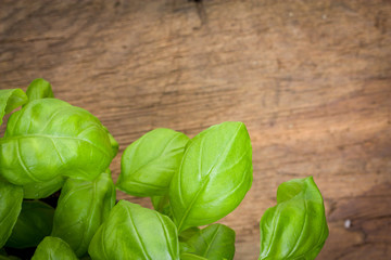 Fototapeta premium Fresh basil herb on wooden board