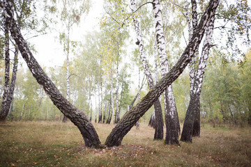 Fototapeta na wymiar birch grove autumn at times in the morning mist