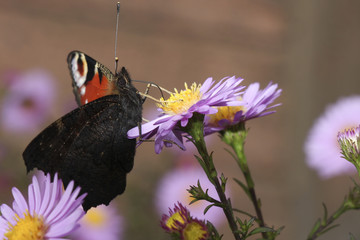Butterfly on blue flower