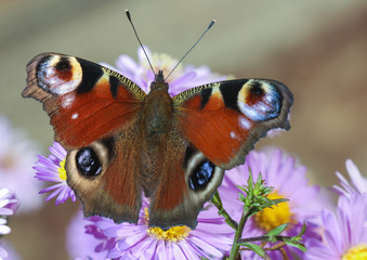 Butterfly on blue flower