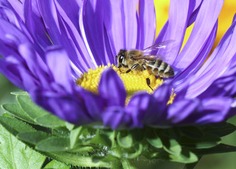 Bee on wild blue flower

