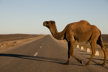 Camel Crossing Street - Merzouga - Morocco