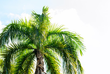 Obraz premium Leaves of Palm Trees in Sun Light. Natural Background