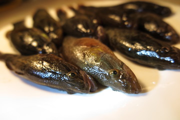 Freshly caught Chinese sleepers (Perccottus glenii) on a plate