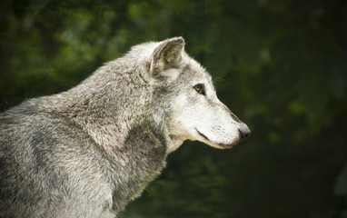 Fototapeta premium Grey wolf