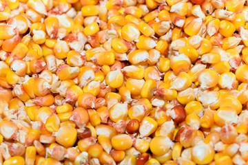 Corn graines from an organic farm