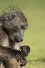 Cape babboon feeding