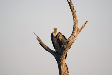 White-backed vulture.