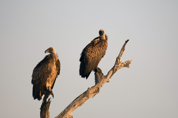 White-backed vulture.
