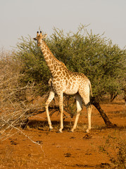 Giraffe in Kruger National Park