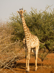 Naklejka premium Giraffe in Kruger National Park
