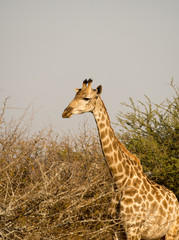Giraffe in Kruger National Park