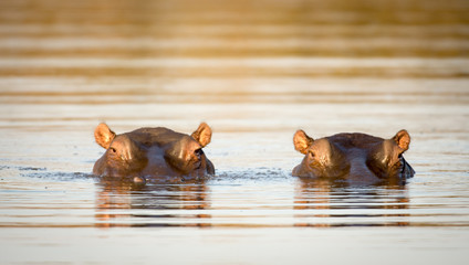 Two hippos in the water - obrazy, fototapety, plakaty