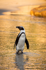 Fototapeta premium African penguin on the beach