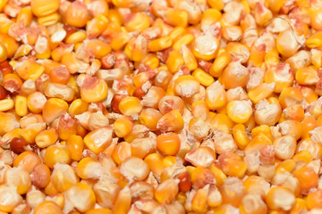 Corn graines from an organic farm