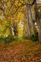 autumn landscape1