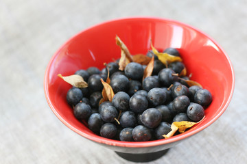 Schlehen, Früchte der Schlehe, Erntezeit im Herbst, Vitamine aus der Natur, Wildfrüchte ernten und zu Schnaps verarbeiten