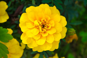 yellow flower