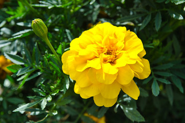 yellow flower