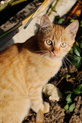 Red-headed cat