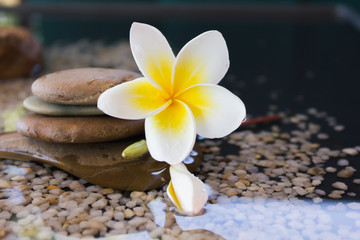 Fototapeta na wymiar Touching nature with relaxing and peaceful with flower plumeria or frangipani decorated on water and pebble rock in zen style for spa meditation mood