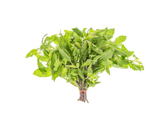 Green basil isolated on the white background.