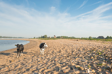 Fototapeta premium Cows on the sandy beach of a river