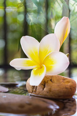 Touching nature with relaxing and peaceful with flower plumeria or frangipani decorated on water and pebble rock in zen style for spa meditation mood
