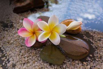 Tropical Fragrant Boutique Decor Pleasing Tropical Blossom Scents Charming Native Floral Decor plumeria flowers on water surface with pebble