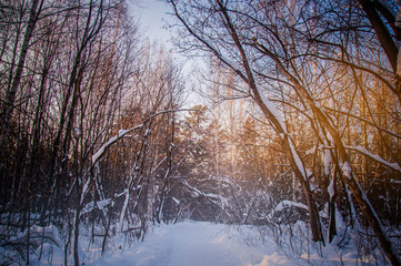 Sunset between the trees strains in winter forest