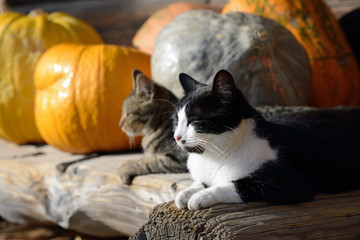 cats and pumpkins