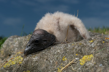 Condor