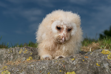 bebe Chouette Effraie