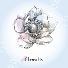 Sketch of Clematis flower on the blots background in pastel colors