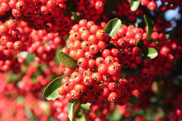 bacche rosse di Pyracantha. Cespuglio in autunno.
