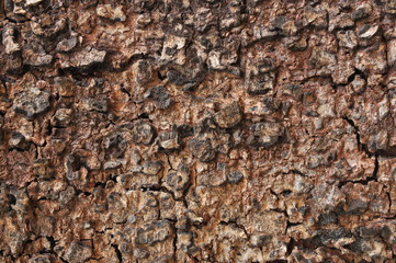 Texture of tree