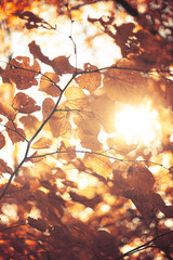 sonne scheint durch herbstblätterdach