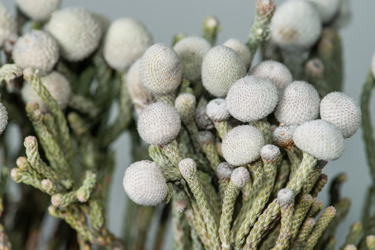 Fototapeta Closeup of brunia flower on a gray background