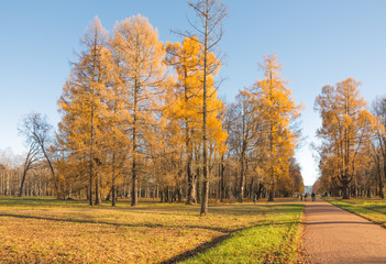 Autumn landscape  in the Alexander Park, Tsarskoye Selo, Saint-Petersburg, Russia
.
