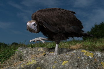 bebe Vautour a capuchon