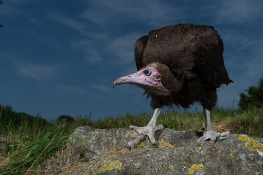 11 Best Bebe Vautour A Capuchon Images Stock Photos Vectors Adobe Stock