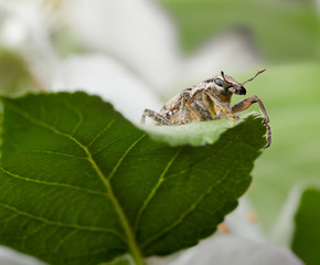 Beetle on leaf in orchard