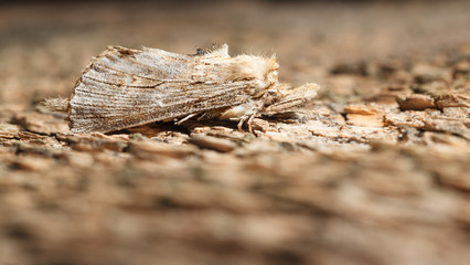 Moth on wood background